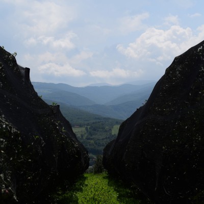 Protivgradna zaštita