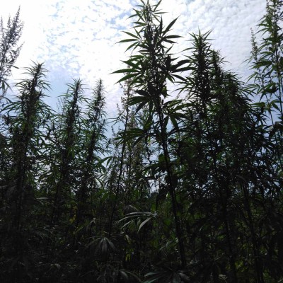 industrijska konoplja zasad PG Bulat