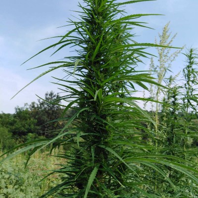 industrijska konoplja zasad PG Bulat