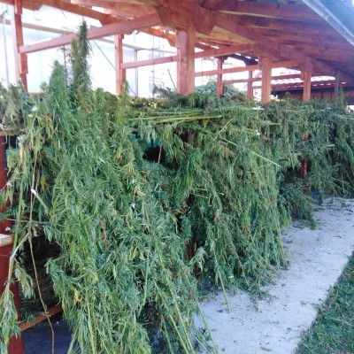 sušenje biljke nakon berbe PG BULAT