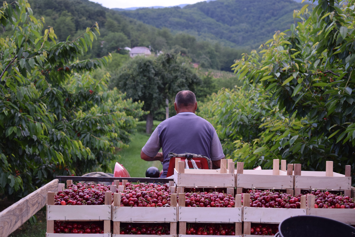 Proizvodi plantaže Prodanović