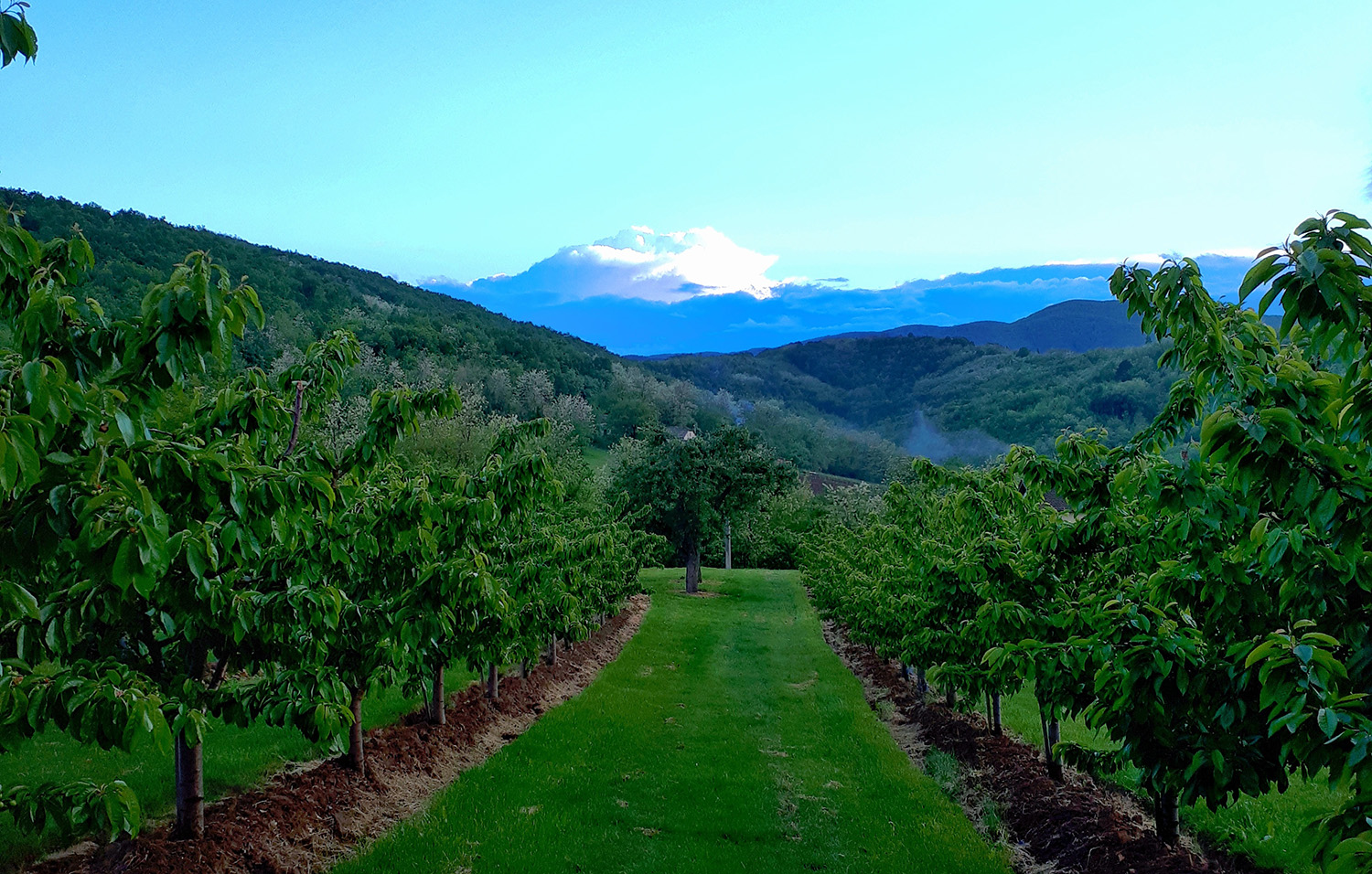 Putovanje kroz plantaže Prodanović