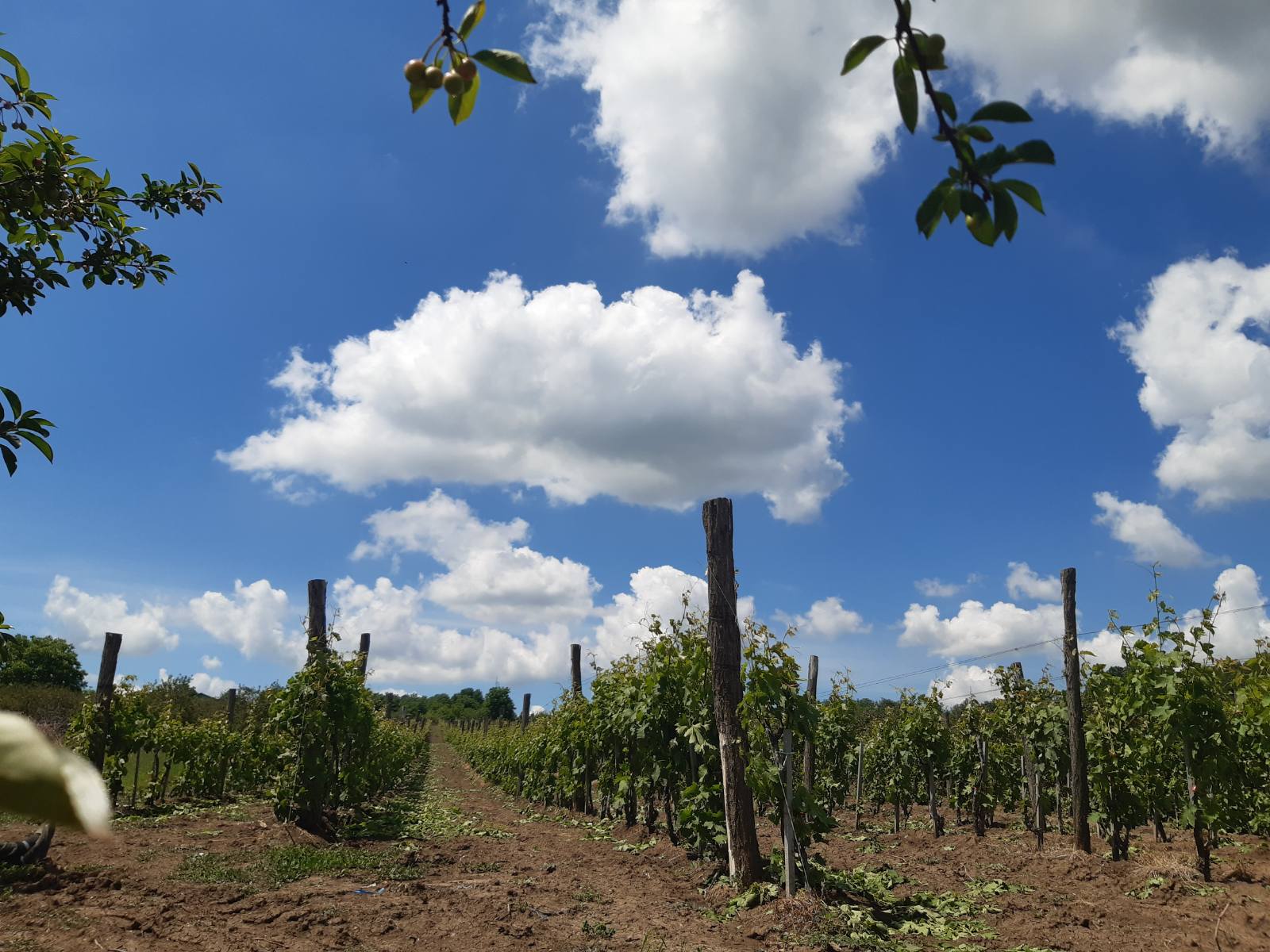 PG ALEKSANDRA PAVLOVIĆA BOŽURNJA